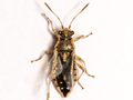 Brachycarenus tigrinus